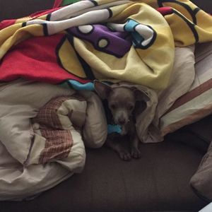 Meet your Posher, James